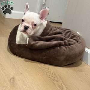 Snowball, French Bulldog Puppy